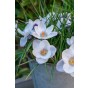 Crocus Prins Claus 15 Bulbs Ready for Planting Now in UK Autumn Outdoor Gardens