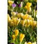 Crocus Botanical Mix 30 Bulbs Ready for Planting Now in UK Autumn Outdoor Gardens