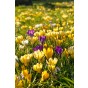 Crocus Botanical Mix 30 Bulbs Ready for Planting Now in UK Autumn Outdoor Gardens