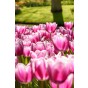 Best Friends, Garden Grace: Daffodil Pipit & Tulip Synaeda Blue, 10 Bulbs Ready for Planting Now in UK Autumn Outdoor Gardens