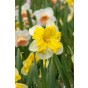 Best Friends, Solar Flames: Daffodil Zinzi & Plant America, 6 Bulbs Ready for Planting Now in UK Autumn Outdoor Gardens