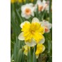 Best Friends, Solar Flames: Daffodil Zinzi & Plant America, 6 Bulbs Ready for Planting Now in UK Autumn Outdoor Gardens