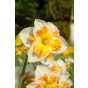 Best Friends, Solar Flames: Daffodil Zinzi & Plant America, 6 Bulbs Ready for Planting Now in UK Autumn Outdoor Gardens