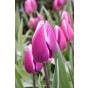 Best Friends, Garden Grace: Daffodil Pipit & Tulip Synaeda Blue, 10 Bulbs Ready for Planting Now in UK Autumn Outdoor Gardens