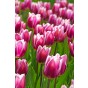 Best Friends, Garden Grace: Daffodil Pipit & Tulip Synaeda Blue, 10 Bulbs Ready for Planting Now in UK Autumn Outdoor Gardens