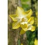 Best Friends, Garden Grace: Daffodil Pipit & Tulip Synaeda Blue, 10 Bulbs Ready for Planting Now in UK Autumn Outdoor Gardens