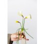 Patio Set: Ring The Bell Collection 10 Bulbs Ready for Planting Now in UK Autumn Outdoor Gardens