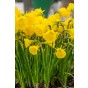 Patio Set: Ring The Bell Collection 10 Bulbs Ready for Planting Now in UK Autumn Outdoor Gardens
