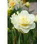 Hello Spring! Yellow Mix: Daffodil Carlton, Daffodil Golden Ducat, Daffodil Ice Follies, Daffodil Obdam, 20 Bulbs Ready for Planting Now in UK Autumn Outdoor Gardens by Jamieson Brothers