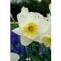Hello Spring! Yellow Mix: Daffodil Carlton, Daffodil Golden Ducat, Daffodil Ice Follies, Daffodil Obdam, 20 Bulbs Ready for Planting Now in UK Autumn Outdoor Gardens by Jamieson Brothers