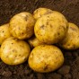 Premiere Seed Potatoes - 2KG