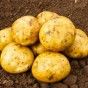 Premiere Seed Potatoes - 20KG