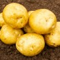 Premiere Seed Potatoes - 20KG