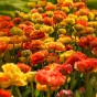 Best Friends, Pretty Pumpkins: Tulip Canyon & Sunlover, 7 Bulbs Ready for Planting Now in UK Autumn Outdoor Gardens