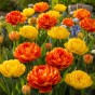 Best Friends, Pretty Pumpkins: Tulip Canyon & Sunlover, 7 Bulbs Ready for Planting Now in UK Autumn Outdoor Gardens