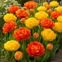Best Friends, Pretty Pumpkins: Tulip Canyon & Sunlover, 7 Bulbs Ready for Planting Now in UK Autumn Outdoor Gardens