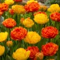Best Friends, Pretty Pumpkins: Tulip Canyon & Sunlover, 7 Bulbs Ready for Planting Now in UK Autumn Outdoor Gardens