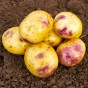 Jamieson Brothers® Purple Eyed Seedling - 8 tuber pack