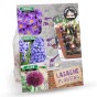 Purple Lasagne Mix: Crocus Striped Bird, Hyacinthus Blue Jacket, Allium Ostara 25 Bulbs Ready for Planting Now in UK Autumn Outdoor Gardens