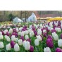 Mixed Tulip bulbs Midnight Moments (20 Bulbs) Purple Pink and White Mix Landscape Pack 