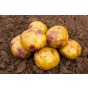 Purple Eyed Seedling Seed Potatoes