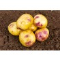 Purple Eyed Seedling Seed Potatoes