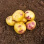 Purple Eyed Seedling Seed Potatoes