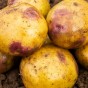 Purple Eyed Seedling Seed Potatoes