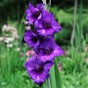 Bouquet Flowering - Purple Gladiolus Box (Dahlia Pinnata) 9x Spring Planting Flower Bulbs| Flower Bulbs for Planting Now UK | Plant Garden Outdoor
