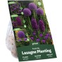 Purple Spring Flowering Lasagne Bulb Planting Kit - Layered Perennial Flower Bulbs for Garden Pots & Containers, Mixed Crocus, Hyacinths & Alliums – by Jamieson Brothers