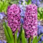 Garden with Jonny Hyacinth Pink Pearl 10 Bulbs