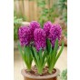 Hyacinthus Purple Sensation 3 Bulbs Ready for Planting Now in UK Autumn Outdoor Gardens