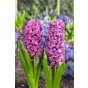 Hyacinthus Purple Sensation 3 Bulbs Ready for Planting Now in UK Autumn Outdoor Gardens