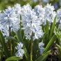 Spring Flower Bulb Collection - 300 Autumn Planting Bulbs - Tulips, Crocus, Alliums, Iris, Anemones & Puschkinia