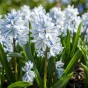 100 - 900 Autumn Planting Bulbs – Spring Flower Collection + Fast Dissolving Plant Food Tablets (Tulips, Crocus, Alliums, Iris, Anemones & Puschkinia) by Jamieson Brothers