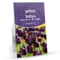 Queen of The Night Tulip Bulbs (20 Bulbs) by Jamieson Brothers