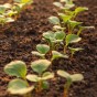 The Fast Harvest Kitchen Garden Bundle 6 Pack (Lettuce Mesclun Mix, Carrot Maestro, Lettuce Parris Island Cos, Spring Onion White Lisbon, Radish French Breakfast, Beetroot Boltardy)
