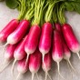 Jamieson Brothers Grow Your Own Starter Garden Bundle 5 Pack Easy Vegetable Seed Collection (Lettuce Mesclun Mix, Spring Onion White Lisbon, Pea Kelvedon Wonder, Radish French Breakfast, Beetroot Boltardy)