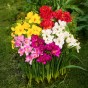 Ranunculus/Freesia Mix (Ranunculus Asiaticus/Freesia Hybrid) 15x Spring Planting Flower Bulbs