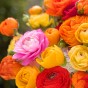Ranunculus Mix (Ranunculus Asiaticus) 10x Spring Planting Flower Bulbs
