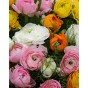 Ranunculus Mixed Bulbs (40 Bulbs) - Flower Bulbs by Jamieson Brothers