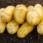 Ratte Seed Potatoes - 8