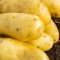 Ratte Seed Potatoes - 8