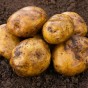Record Seed Potatoes - 2KG