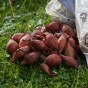 Winter Onion Set 2-Pack (500g, Approx 100 Bulbs) Red Winter and Snowball for Planting Now in UK Autumn by Jamieson Brothers