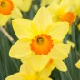 Garden with Jonny Narcissus Red Devon 15 Bulbs