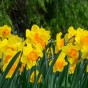 Garden with Jonny Narcissus Red Devon 15 Bulbs