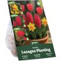 Red Spring Flowering Lasagne Bulb Planting Kit - Layered Perennial Flower Bulbs for Garden Pots & Containers, Mixed Tulips, Daffodils & Hyacinths – by Jamieson Brothers