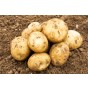 Rocket Seed Potatoes