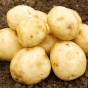 Rocket (2kg - Approx. 20-25 Tubers) Christmas Harvest Summer Planting Second Cropping Seed Potatoes, Grows Approx. 200 Potatoes, by Jamieson Brothers